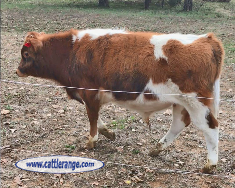 Cattle Range Listing Image