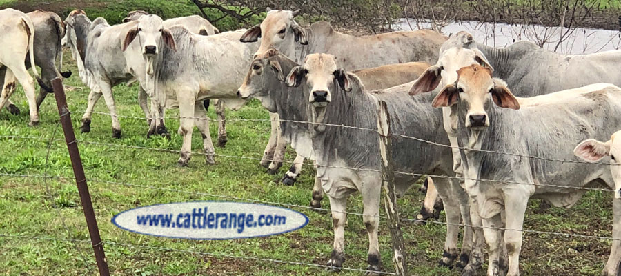 Cattle Range Listing Image
