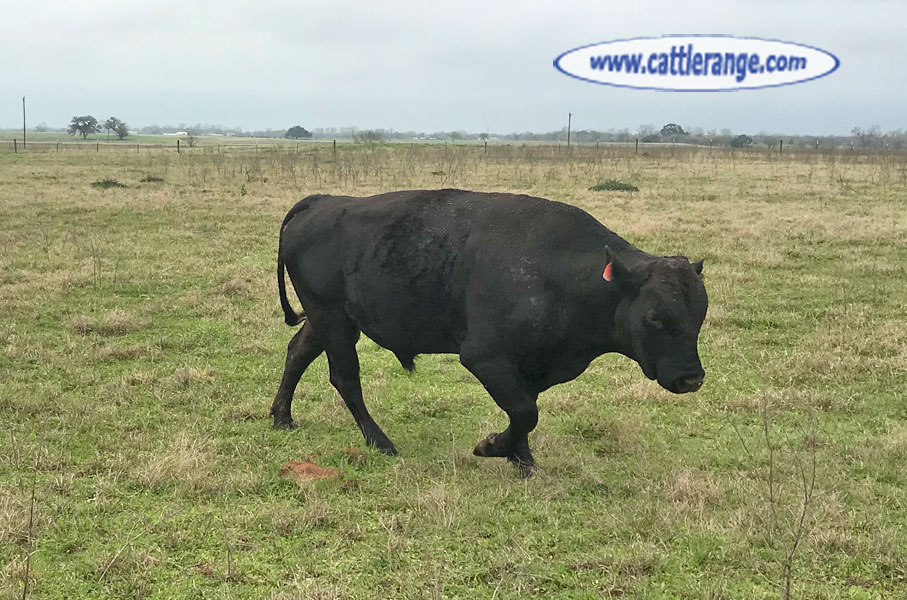 Cattle Range Listing Image