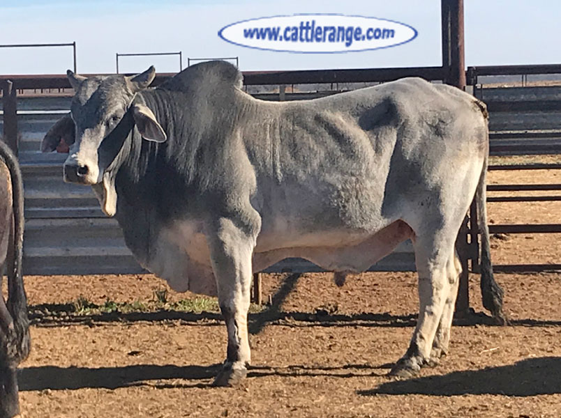 Cattle Range Listing Image