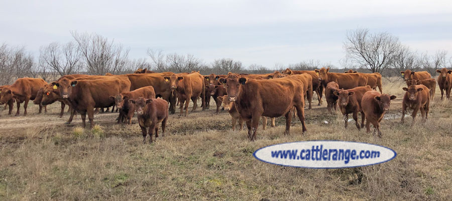 Cattle Range Listing Image