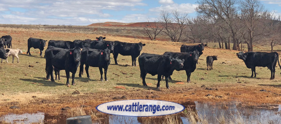 Cattle Range Listing Image