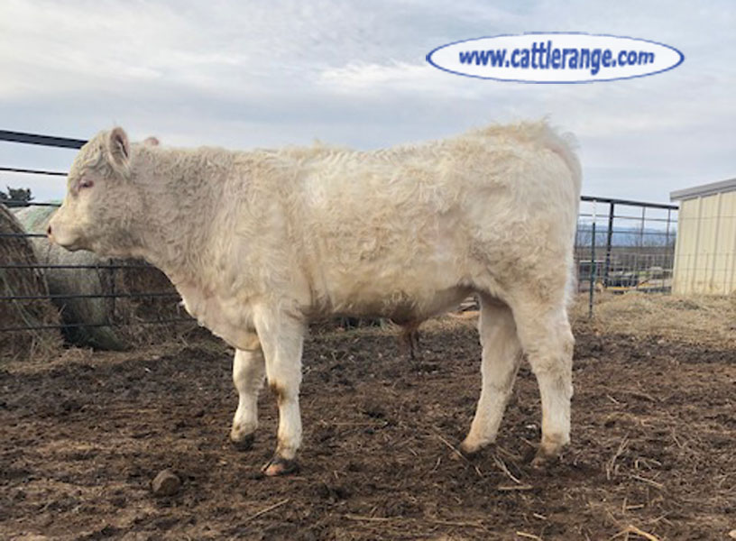 Cattle Range Listing Image