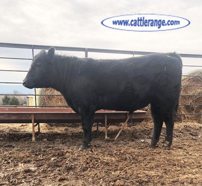 Cattle Range Listing Image