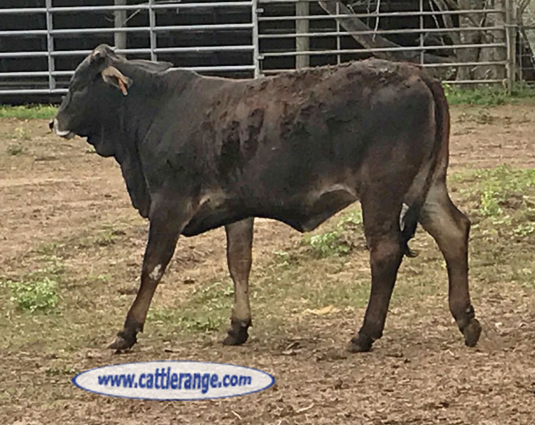 Cattle Range Listing Image