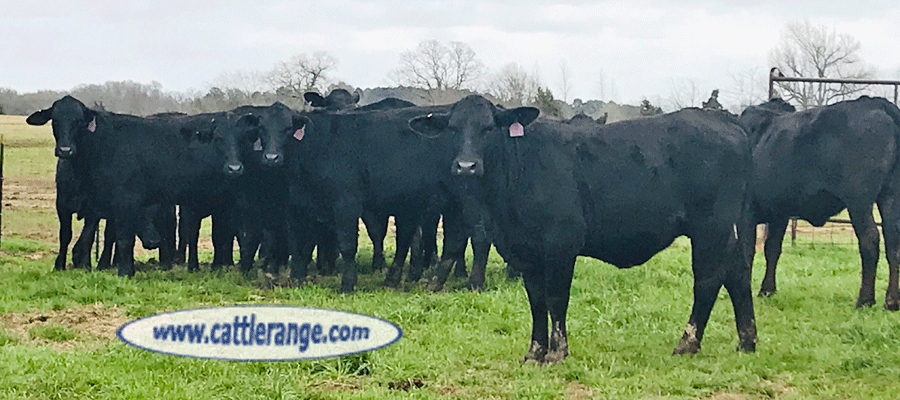 Cattle Range Listing Image