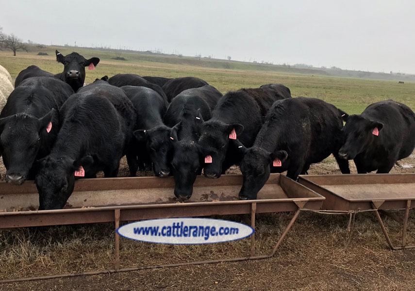 Cattle Range Listing Image