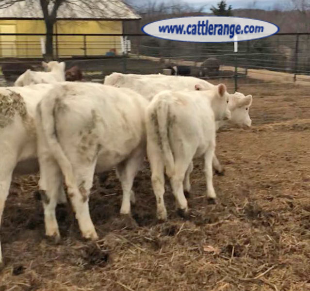 Cattle Range Listing Image