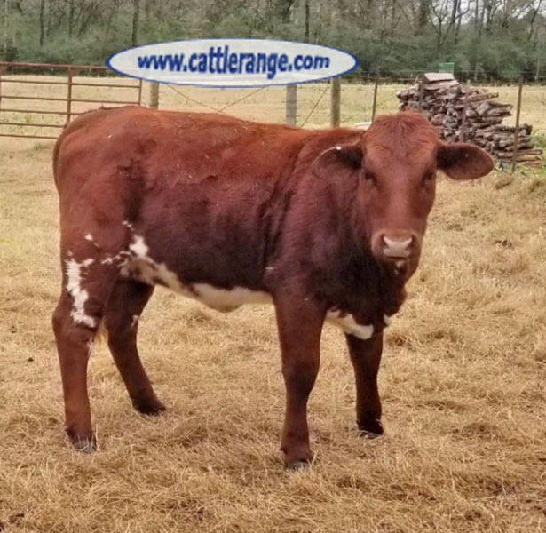 Cattle Range Listing Image
