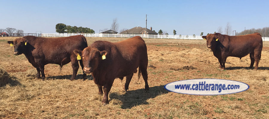 Cattle Range Listing Image