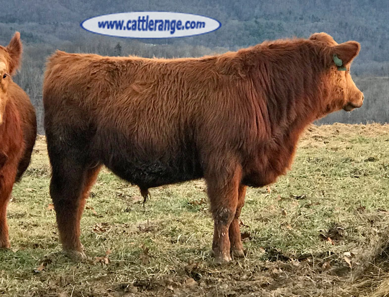 Cattle Range Listing Image