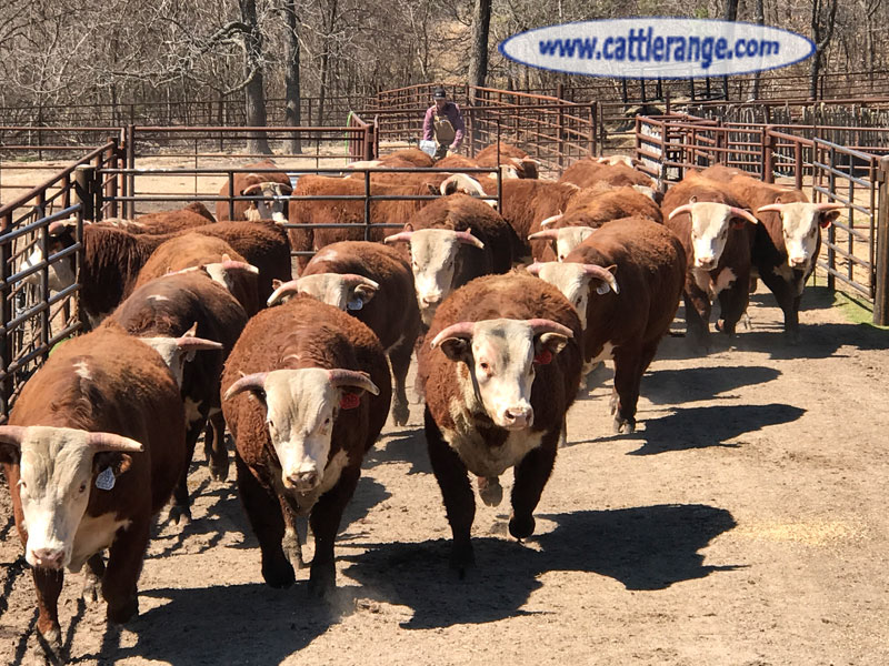 Cattle Range Listing Image