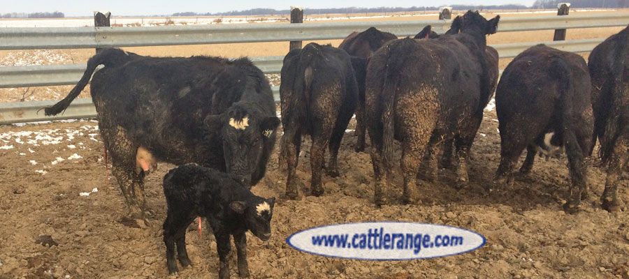 Cattle Range Listing Image