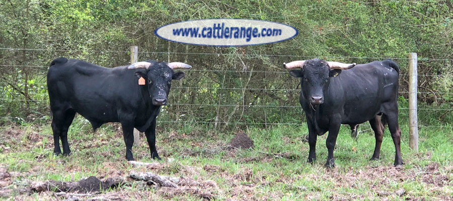 Cattle Range Listing Image