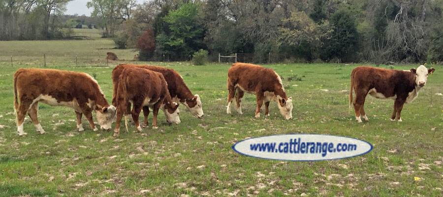 Cattle Range Listing Image