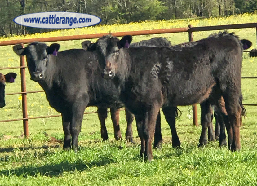 Cattle Range Listing Image