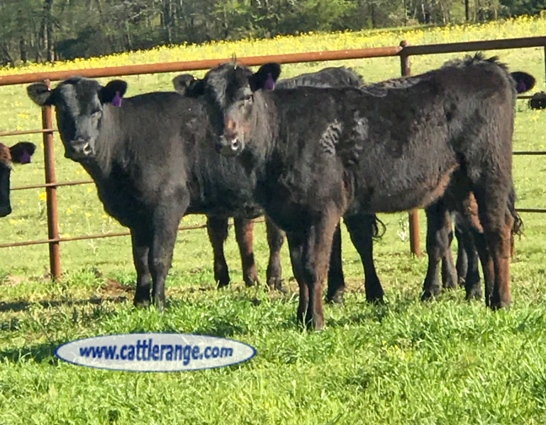 Cattle Range Listing Image