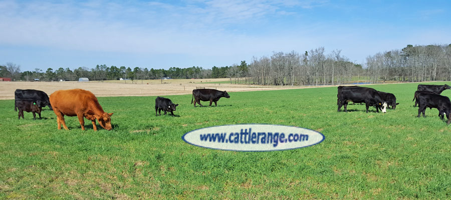 Cattle Range Listing Image