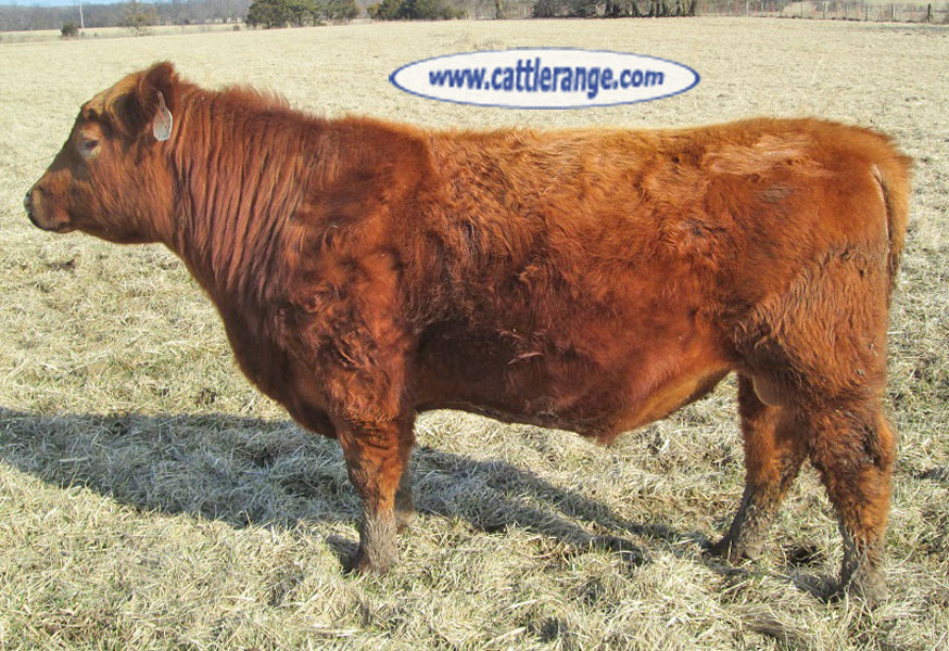 Cattle Range Listing Image