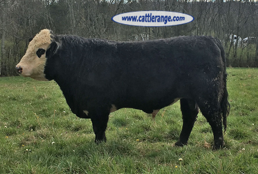 Cattle Range Listing Image