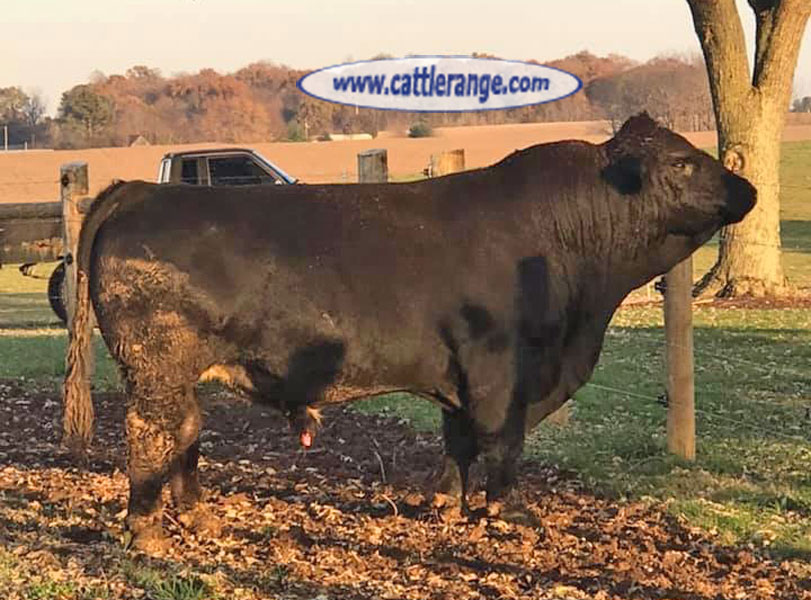 Cattle Range Listing Image