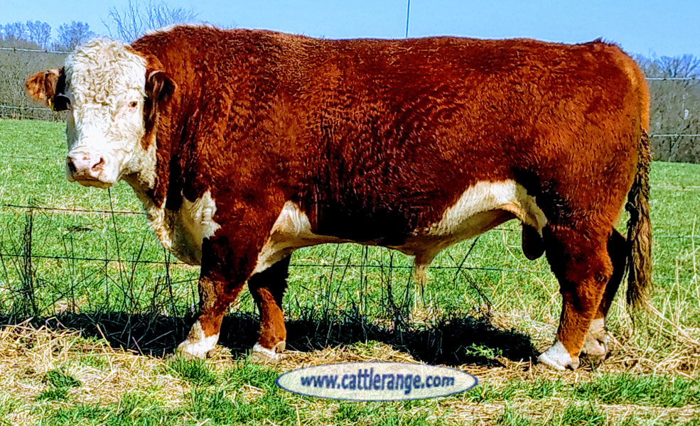 Cattle Range Listing Image