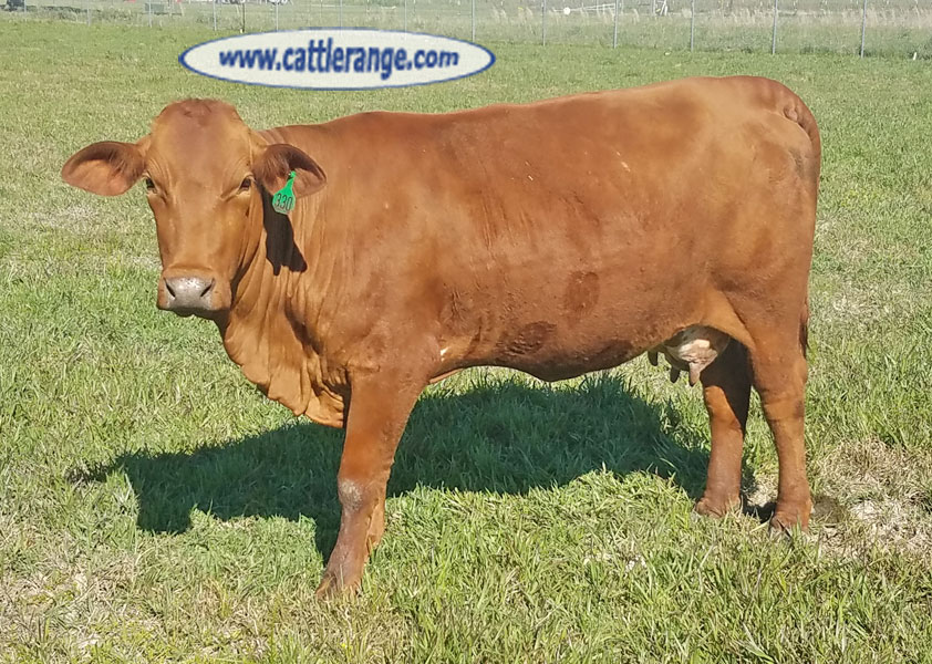 Cattle Range Listing Image