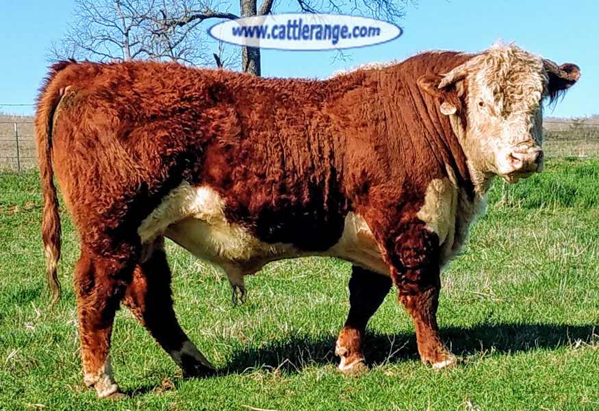Cattle Range Listing Image