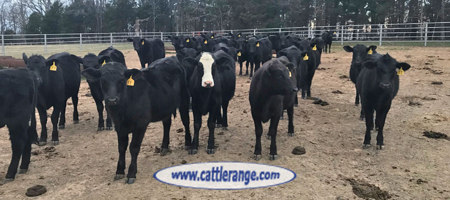 Cattle Range Listing Image