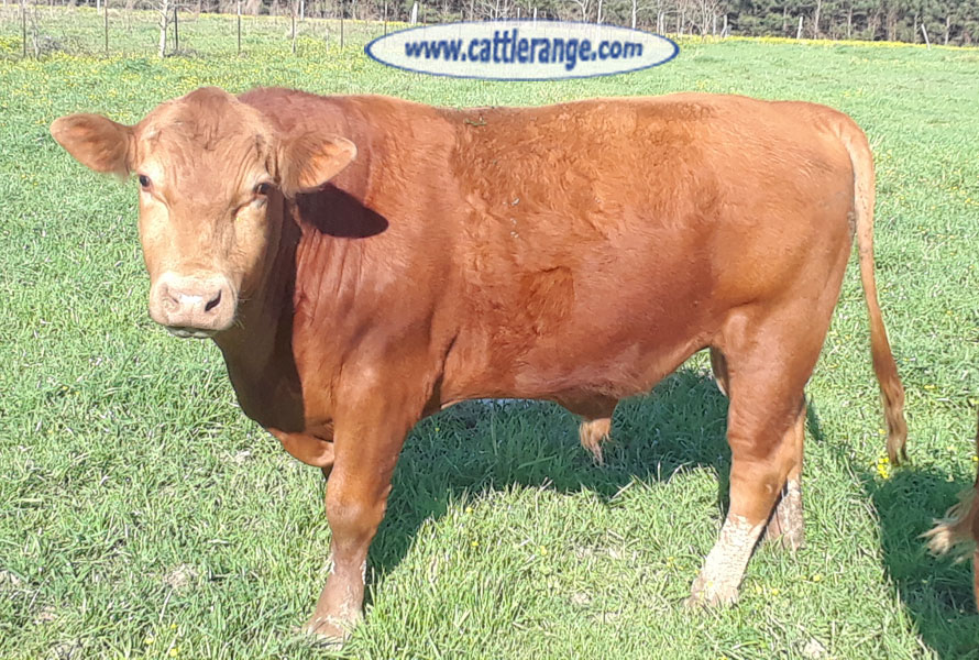 Cattle Range Listing Image