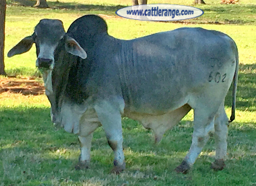 Cattle Range Listing Image