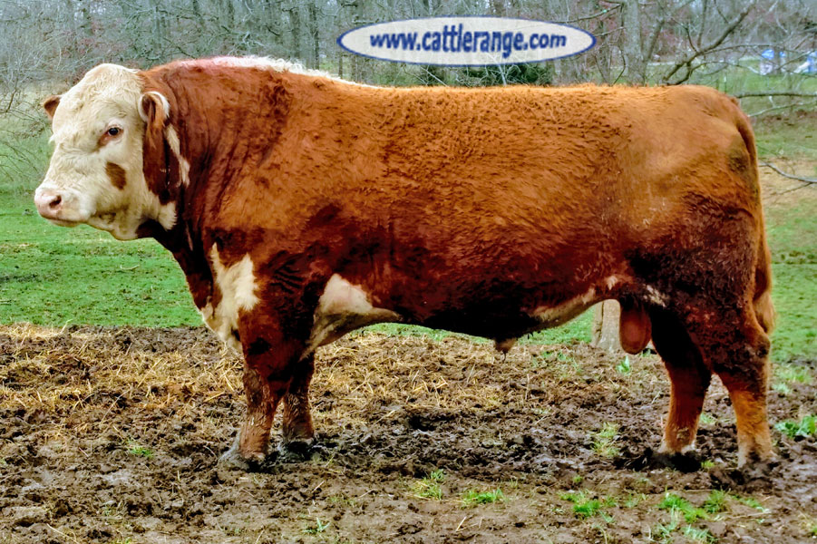 Cattle Range Listing Image