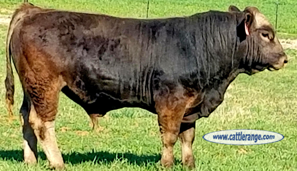 Cattle Range Listing Image