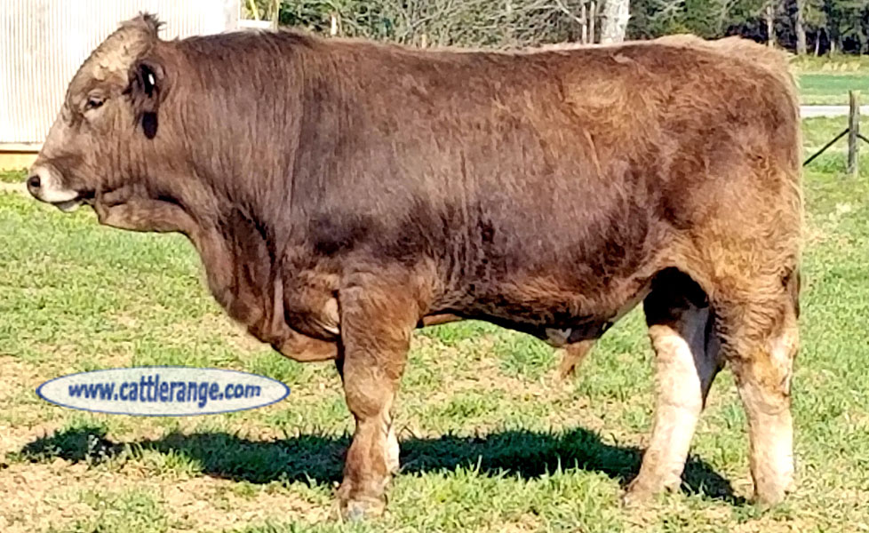 Cattle Range Listing Image