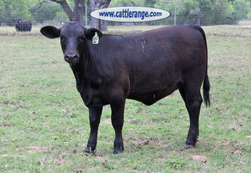 Cattle Range Listing Image