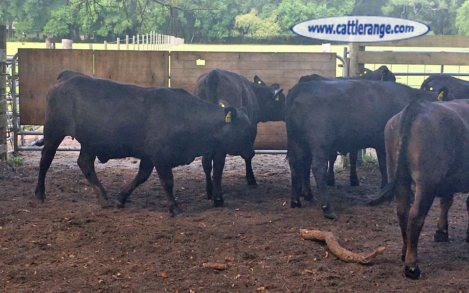 Cattle Range Listing Image