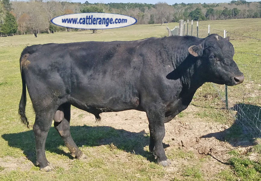Cattle Range Listing Image