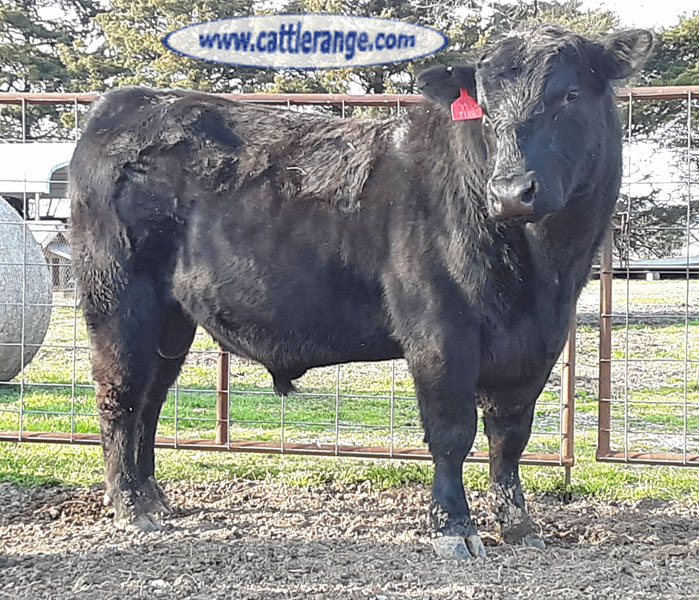Cattle Range Listing Image