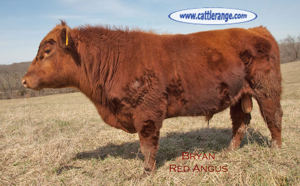 Cattle Range Listing Image