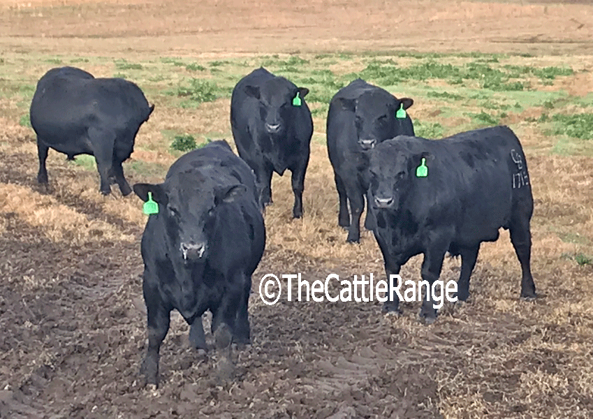 Cattle Range Listing Image
