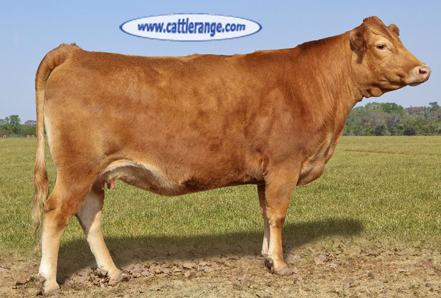Cattle Range Listing Image