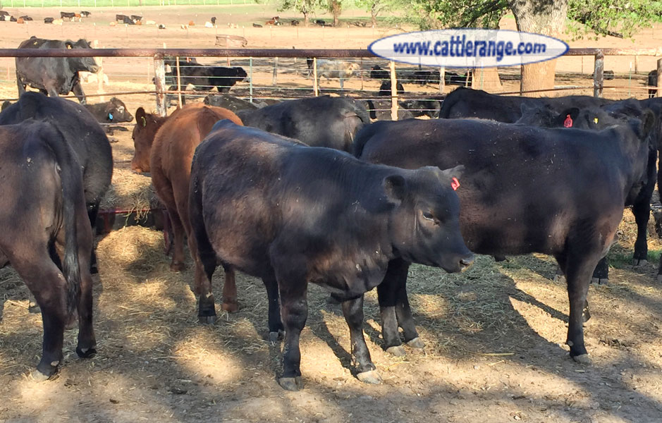 Cattle Range Listing Image