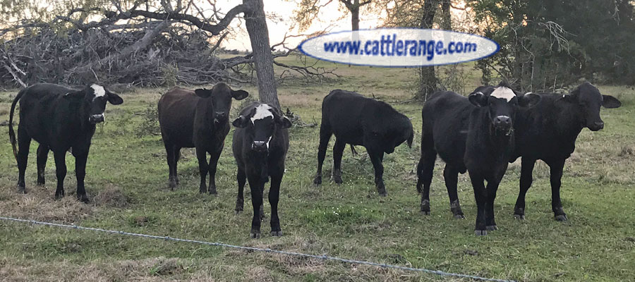 Cattle Range Listing Image