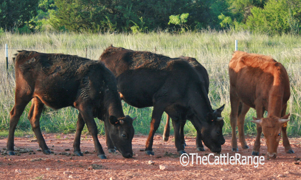 Cattle Range Listing Image