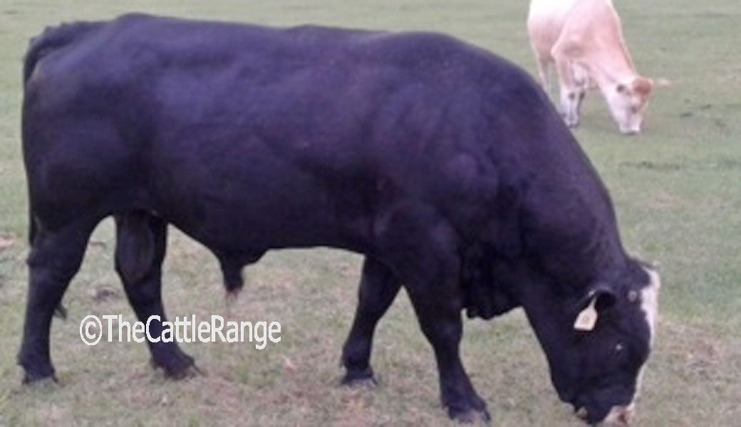Cattle Range Listing Image