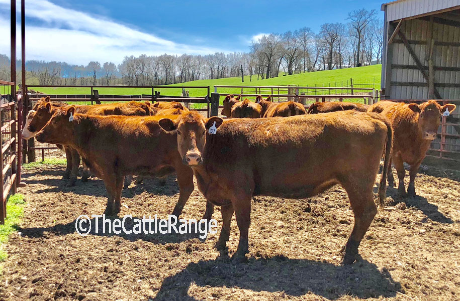 Cattle Range Listing Image
