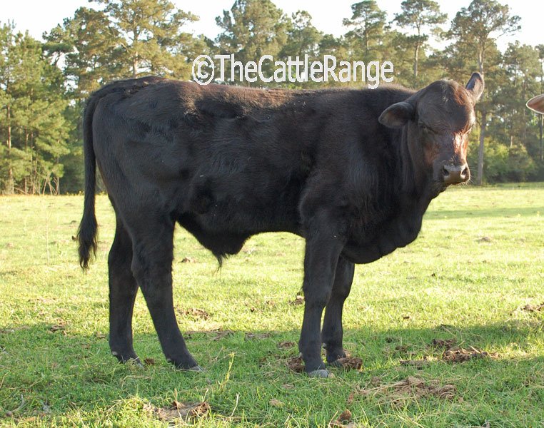 Cattle Range Listing Image