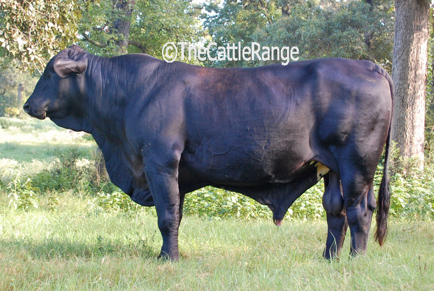Cattle Range Listing Image