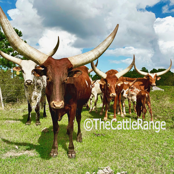 Cattle Range Listing Image