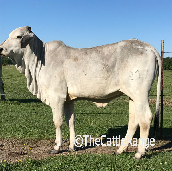 Cattle Range Listing Image
